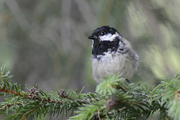 Periparus ater