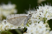 Perizoma verberata