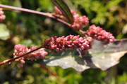 Persicaria maculosa