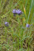 Phacelia tanacetifolia