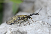 Phaeostigma notata