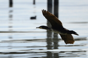 Suliformes