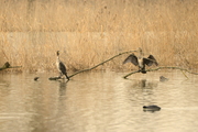 Phalacrocorax carbo