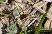 Phalangium opilio
