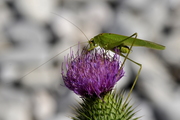 Phaneroptera nana