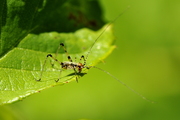 Phaneroptera