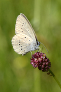 Phengaris teleius