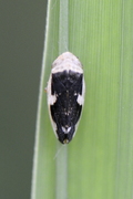 Philaenus spumarius