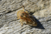 Philaenus spumarius