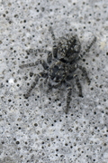 Philaeus chrysops