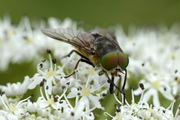 Philipomyia aprica
