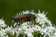 Philipomyia aprica