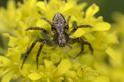 Philodromus aureolus