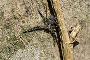 Philodromus