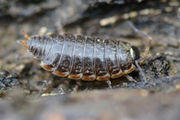 Philoscia muscorum