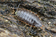 Philoscia muscorum