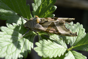 Phlogophora meticulosa