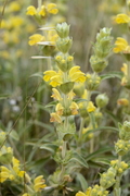 Phlomis