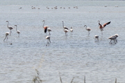 Phoenicopteriformes