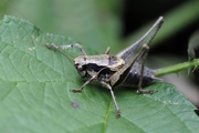 Pholidoptera griseoaptera