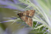 Photedes captiuncula