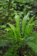 Phyllitis scolopendrium