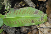 Phyllitis scolopendrium