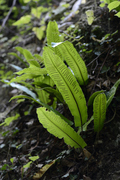 Phyllitis scolopendrium