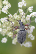 Phyllobius glaucus