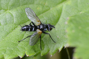 Phyllomya volvulus