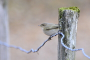 Phylloscopus collybita