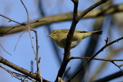 Phylloscopus collybita