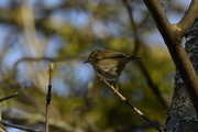 Phylloscopus collybita