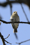 Phylloscopus trochilus