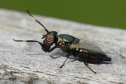 Physiphora alceae