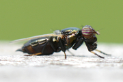 Physiphora alceae