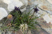 Phyteuma hedraianthifolium