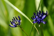 Phyteuma orbiculare