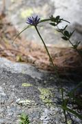 Phyteuma scheuchzeri