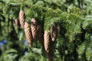 Picea abies