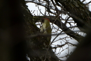 Picus viridis