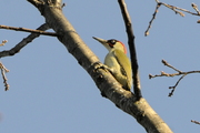Picus viridis