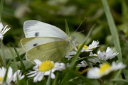 Pieris mannii