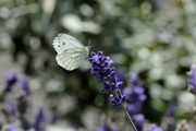 Pieris napi