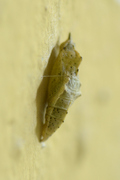 Pieris