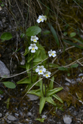 Pinguicula alpina