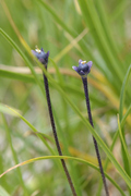 Pinguicula leptoceras