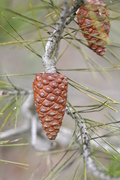 Pinus halepensis