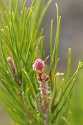 Pinus halepensis