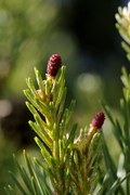 Pinus sylvestris